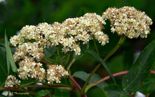 {Sorbus americana}